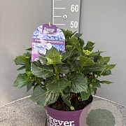 Hydrangea m. Forever & Ever Mix 40-50 cm 5,0L