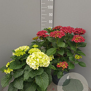 Hydrangea m. 'Magicien' GM C5
