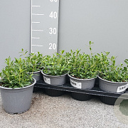 Hyssopus officinalis P14