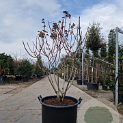 Hydrangea pan. 'Wim's Red' 120-140 cm container piramide