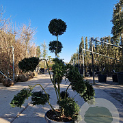 Ilex crenata 'Kimmei' 100-120stam 30L