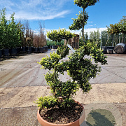 Ilex crenata 'Kimmei' 100-125 cm bonsai schaalvorm