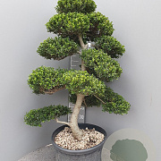 Ilex crenata 'Kimmei' 120-140 cm 40L