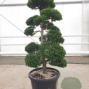 Ilex crenata 'Kimmei' 120-140 cm cont. 80L bonsai extra