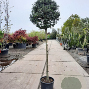 Ilex crenata 'Kimmei' 120 cm stam container bol 50-60