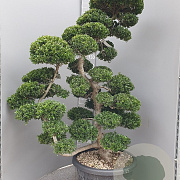 Ilex crenata 'Kimmei' 140-160 cm cont. 70L bonsai