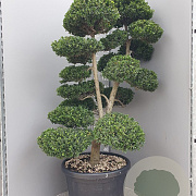 Ilex crenata 'Kimmei' 140-160 cm cont. 80L bonsai vertakt