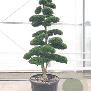 Ilex crenata 'Kimmei' 200-225 cm cont. 175L