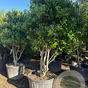 Ilex cornuta 200-225 cm container paraplu