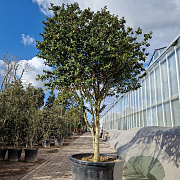 Ilex cornuta 225-250 cm container paraplu