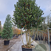 Ilex 'Nellie R. Stevens' 300-350 cm cont. 285L solitair