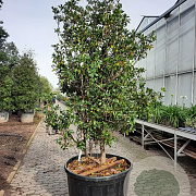 Kalmia latifolia 200-250 cm cont. 280L