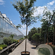 Koelreuteria paniculata 220 cm stam container 20-25
