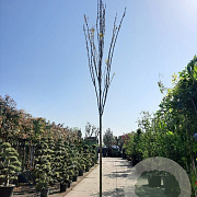 Koelreuteria pan. 'Fastigiata' 200 cm stam container 20-25 leiboom