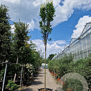 Koelreuteria pan. 'Fastigiata' 220 cm stam container 16-18
