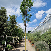 Koelreuteria pan. 'Fastigiata' 220 cm stam container 18-20 lei 150x120