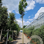 Koelreuteria pan. 'Fastigiata' 240 cm stam container 18-20