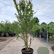 Lagerstroemia Dynabite 175-200 cm 50L meerstammig