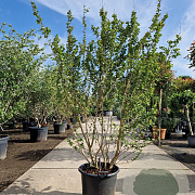 Lagerstroemia indica 200-250 cm container meerstammig extra