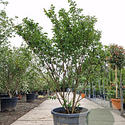 Lagerstroemia i. 'Petite Pink' 200-250 cm container meerstammig extra