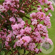 Lagerstroemia i. 'Rosea Nova' 200-250 cm container meerstammig extra