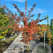 Lagerstroemia 'Natchez' 200-250 cm container meerstammig extra