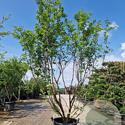 Lagerstroemia 'Natchez' 250-300 cm container meerstammig