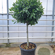Laurus nobilis 100 cm stam container 80-100 bol