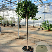 Laurus nobilis 130 cm stam container 60-80 bol