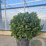 Laurus nobilis 50-60 cm 35L bol
