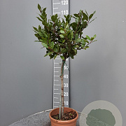 Laurus nobilis 80 cm 5,0L stam