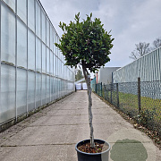 Laurus nobilis 80 cm stam container bol 50-60