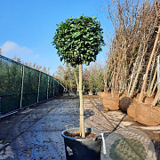 Laurus nobilis 90 cm stam container bol