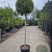 Ligustrum delavayanum 120 cm stam container bol 50-60