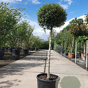 Ligustrum delavayanum 80 cm stam 25L bol 40-50
