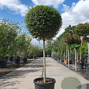 Ligustrum delavayanum 80 cm stam 35L