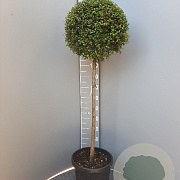 Ligustrum delavayanum 80 cm stam container bol 60-80
