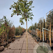 Ligustrum luc. 'Argenteum' 220 cm stam cont. 300L stam