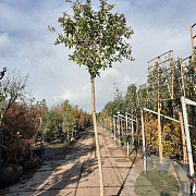 Ligustrum luc. 'Argenteum' 220 cm stam 30L 16-18