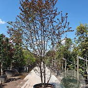 Malus Coccinella 400-450 cm cont. 230L meerstammig