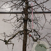 Malus d. 'Jonagold' 50 cm stam container 30-40