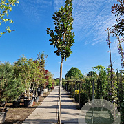 Magnolia grand. 'François Treyve' 220 cm stam container 12-14