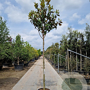 Magnolia grand. 'Galissonnière' 200 cm stam container 16-18 leiboom