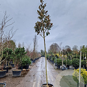 Magnolia grand. 'Galissonnière' 220 cm stam container 12-14
