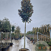 Magnolia grand. 'Galissonnière' 250 cm stam container 20-25