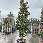 Magnolia grand. 'Galissonnière' 350-400 cm cont. 230L
