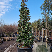 Magnolia grand. 'Galissonnière' 350-400 cm cont. 300L