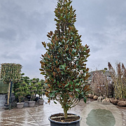 Magnolia grand. 'Galissonnière' 500-550 cm cont. 500L