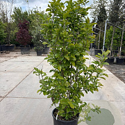 Magnolia 'George Henry Kern' 125-150 cm 25L