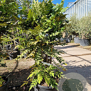 Mahonia media 'Charity' 100-125 cm 30L
